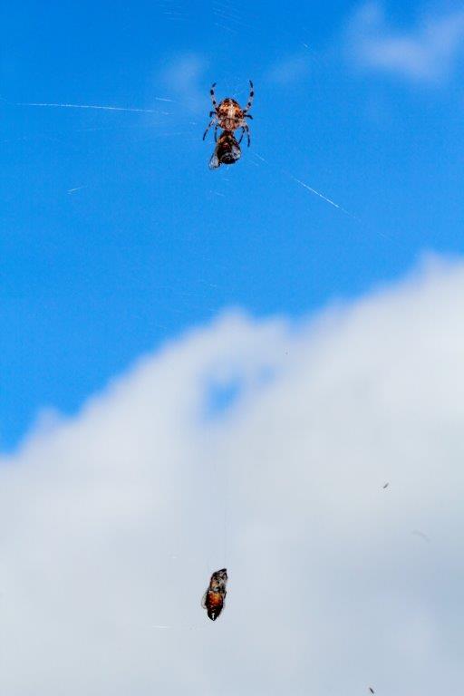 Araneus diadematus; Drassodes sp. - San Piero in Bagno